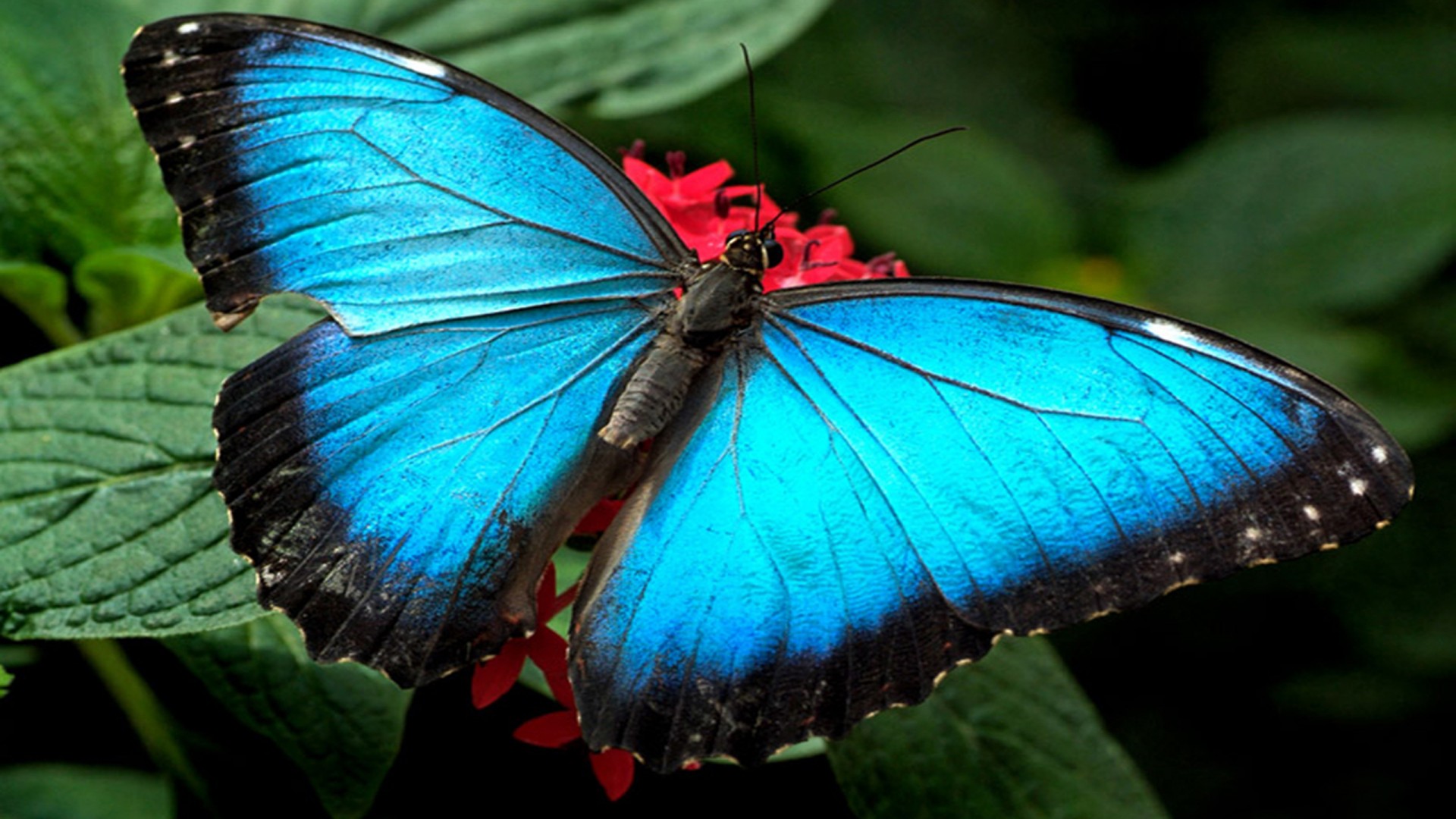 Blue-butterflies-Wallpaper-Hd-1920x1080.jpg